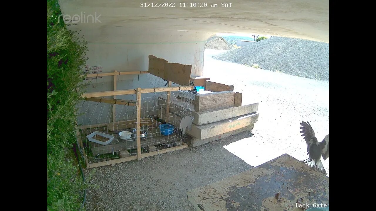 Magpie looking for food