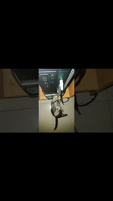 Cat playing with the CPU and USD drive.