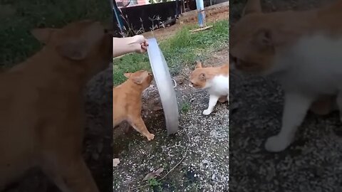 Cat Buffer