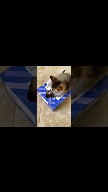 Cat New Favorite Toy, Hiding In A Sandwich Box