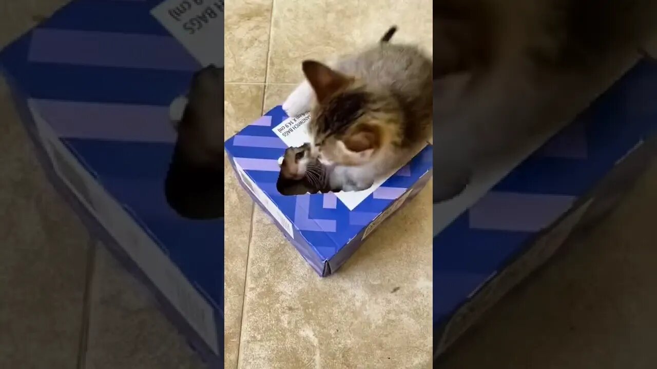 Cat New Favorite Toy, Hiding In A Sandwich Box