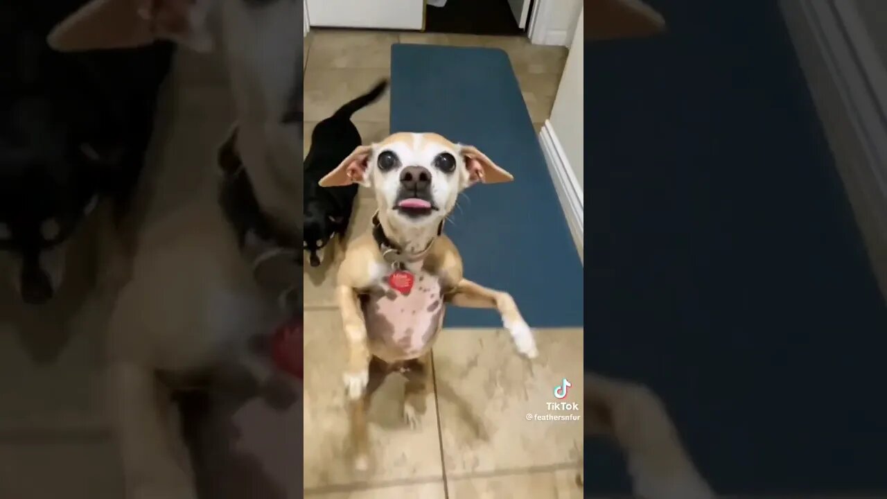 Dog has moves