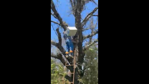 Hanging a swarm trap