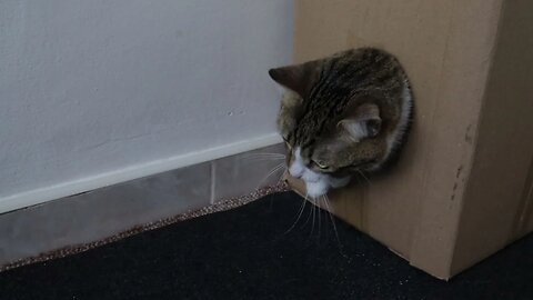 Funny Cat Got Stuck in the Box