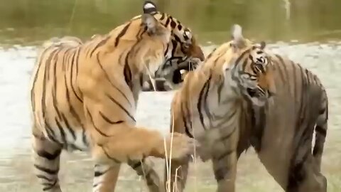 Most Amazing moments of wildlife sanctuary -2024 / Tiger attack of all animals