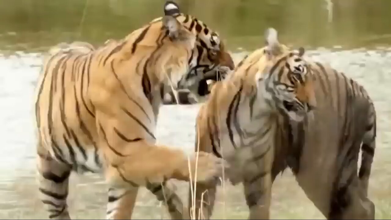 Most Amazing moments of wildlife sanctuary -2024 / Tiger attack of all animals