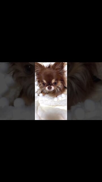 You Won't Believe What THIS Animal Does Next!