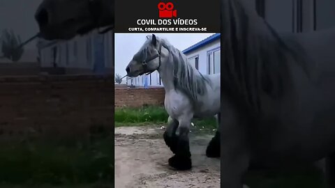 cavalo gigante