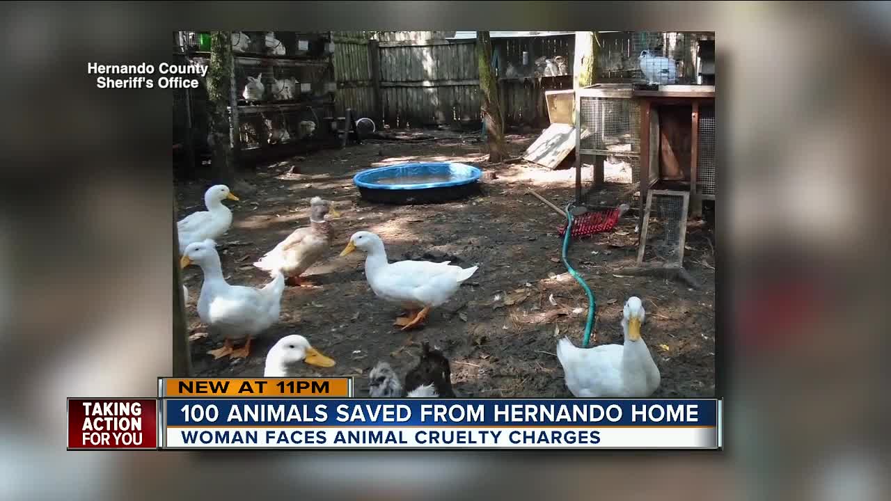 Malnourished horse euthanized after deputies seize nearly 100 animals from Brooksville property