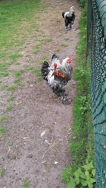 Funny chicken