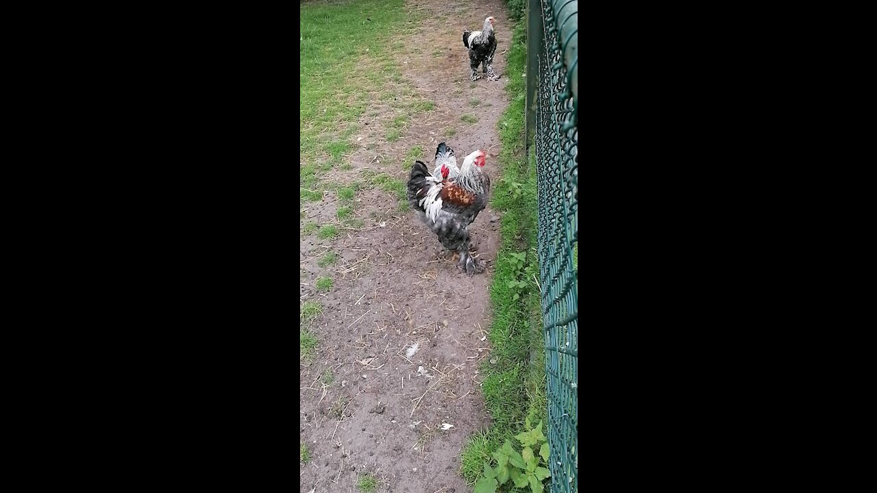 Funny chicken