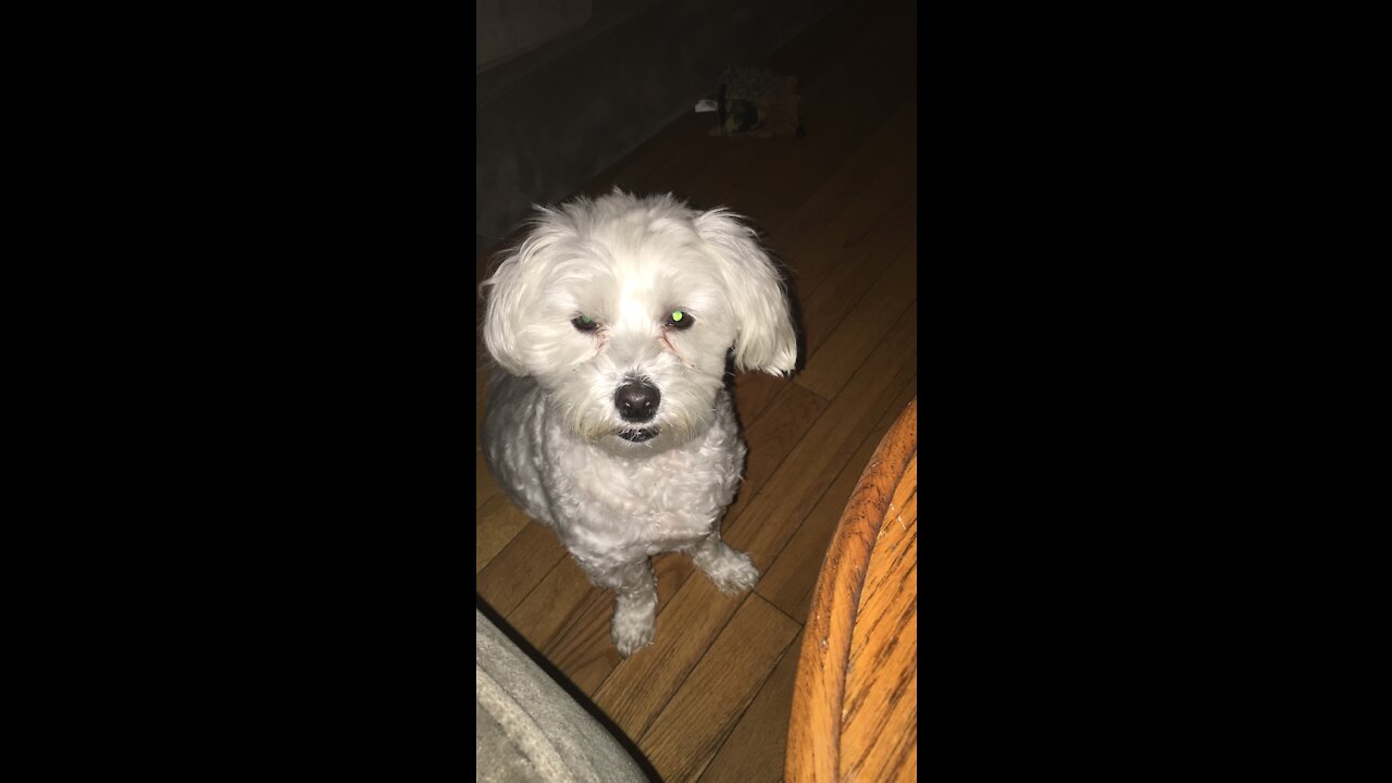 39 seconds with a cute Maltese