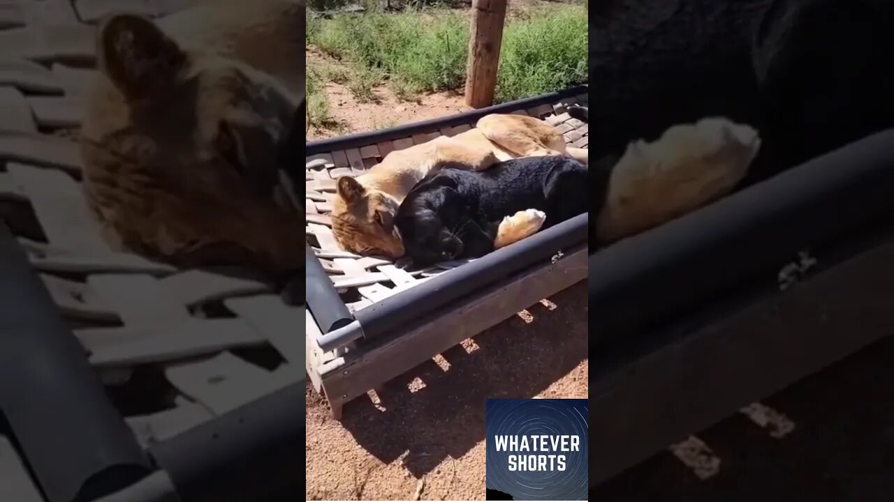 Two big cats (lioness and black panther) cuddle with each other #shorts #animals #cute #cuddles