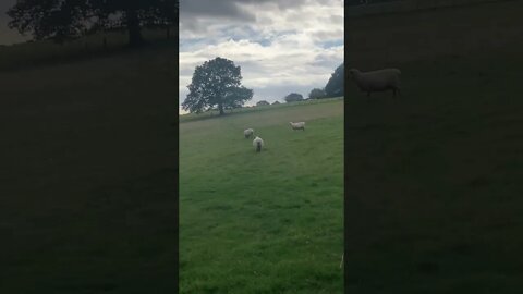I just walked past a lady. My dog ran up to her dog. Rather than let them meet she picked hers up.