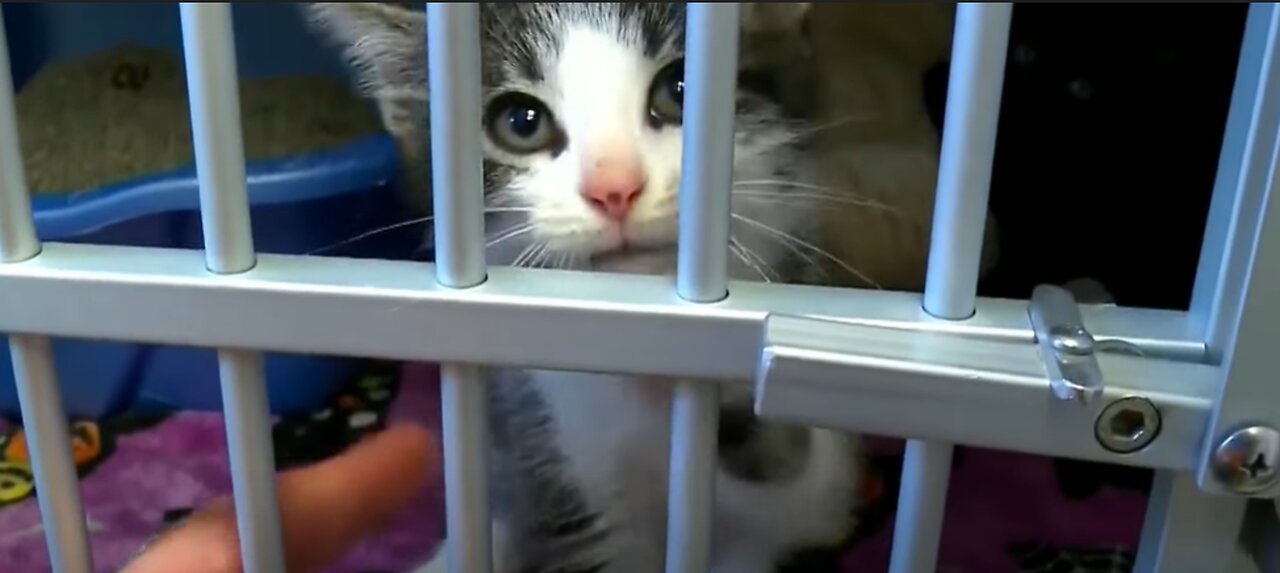 Liberty Conspiracy - US Pet Abandonment Skyrockets, Teaches Harsh Political Economic Lesson 10-24-22