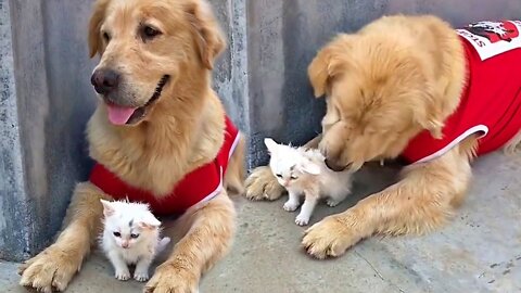 Stray Kitten and Sweet Golden Retriever Are Inseparable Friends