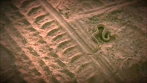 Very unique and dangerous snake around truck😱