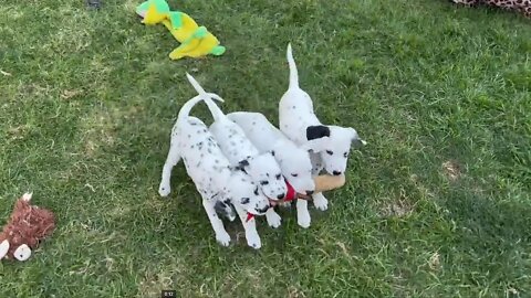 Dalmatian puppies line up in a row while playing with a toy