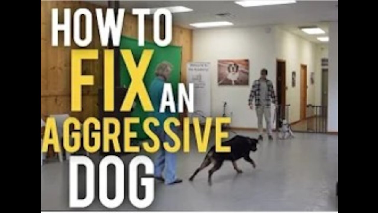 How to train dog to become aggressive