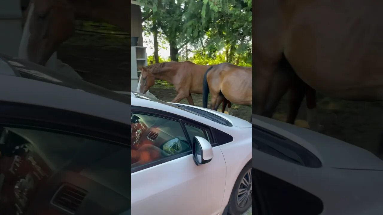 Uups, horses at your front door #funny #horses #shortvideo