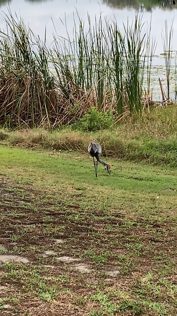 Baby Sand Hill crane takes first steps with mom and dad