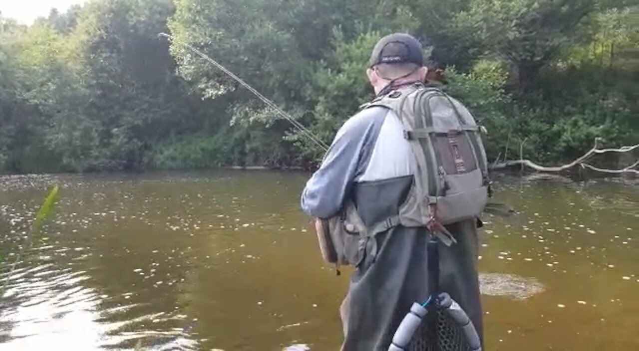 Grayling on the dry fly