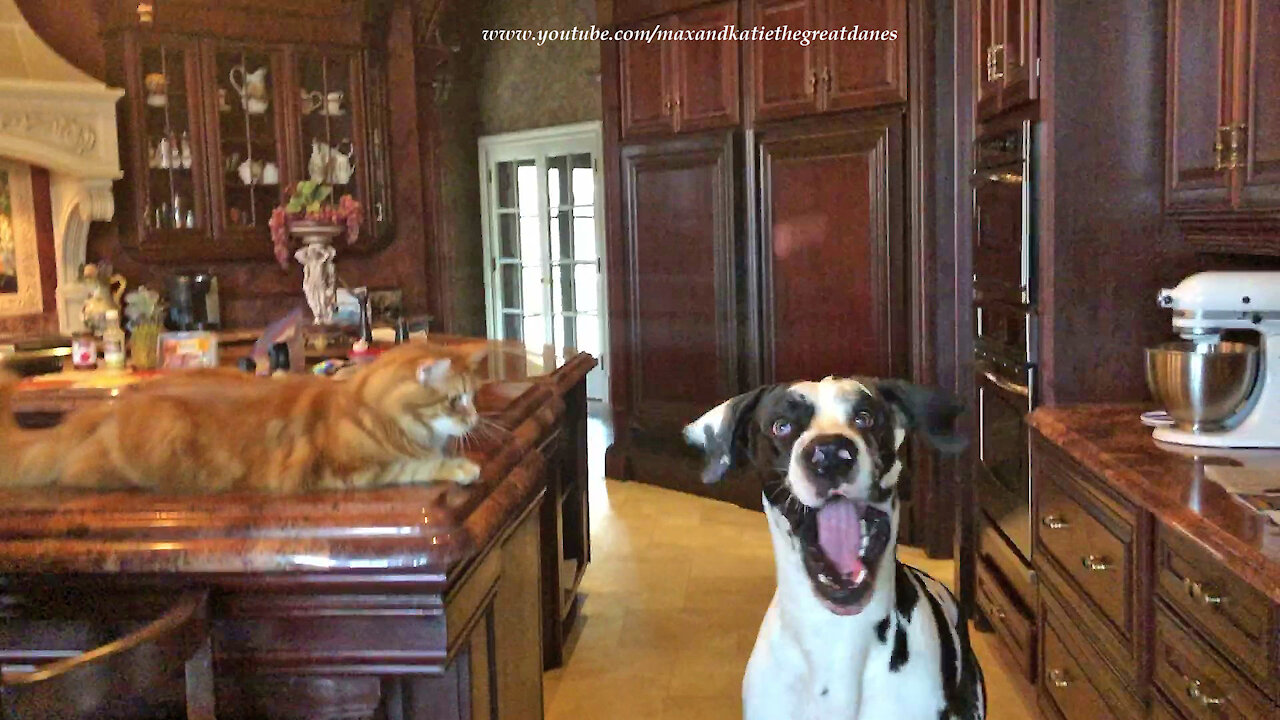 Cat Is Amused By Great Dane Catching Dog Treats Sitting And Speaking