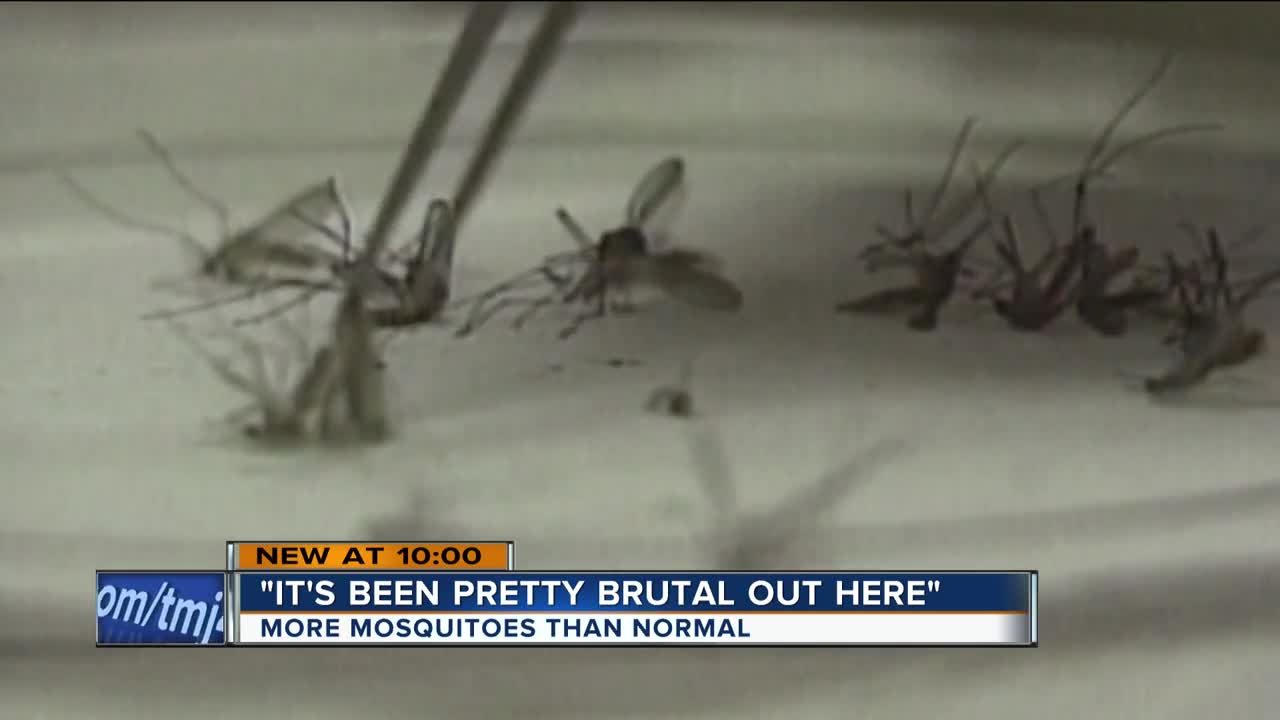 Mosquitoes ramp back up after late summer rain