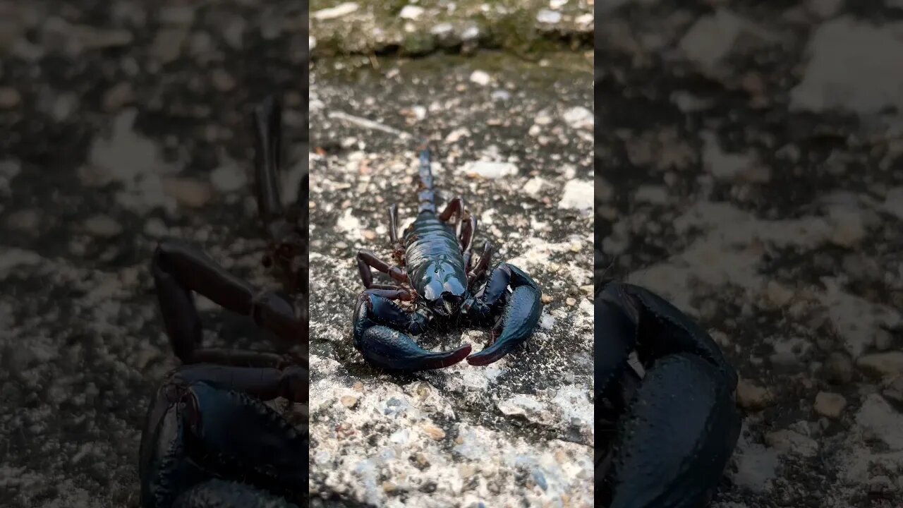 Ants Devouring a Scorpion #fypシ