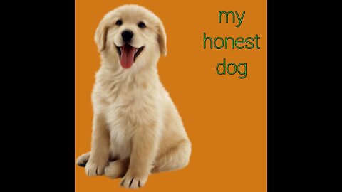Cute and funny dog