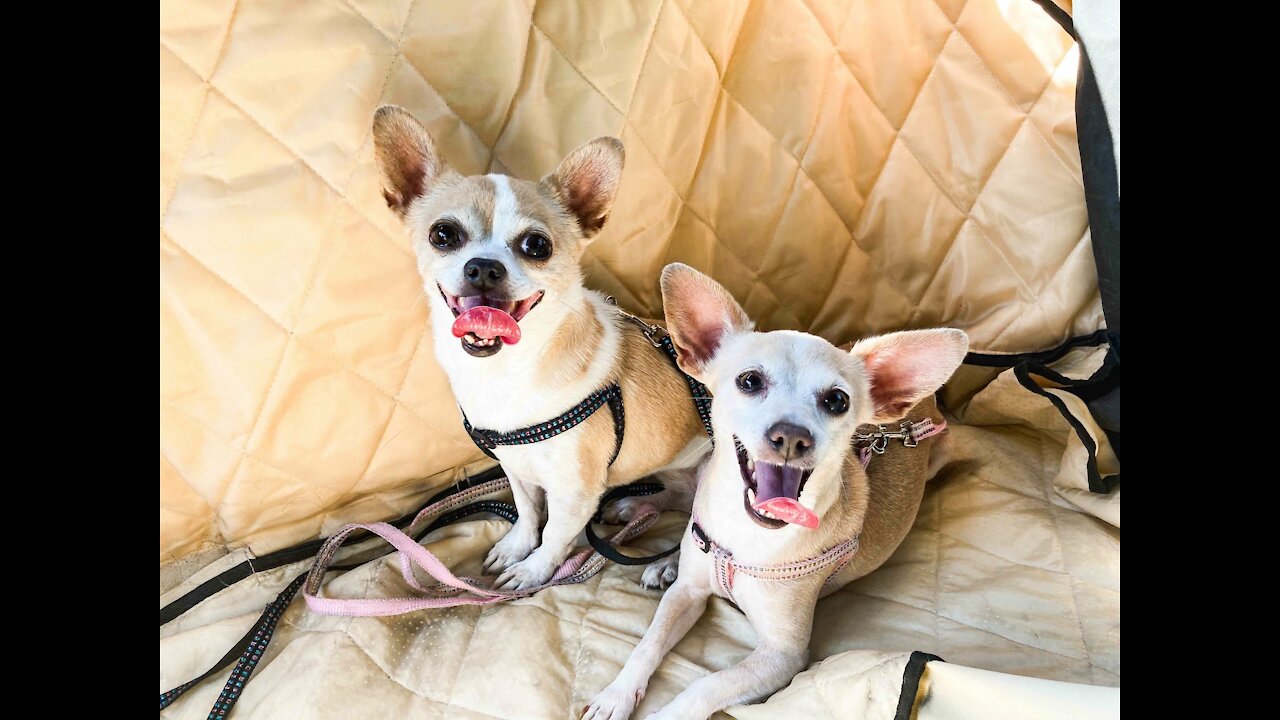 Pet of the Week: Tinkerbell & Peanut