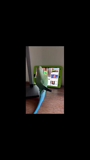 An Indian parrot has learned to use a tablet to watch YouTube.