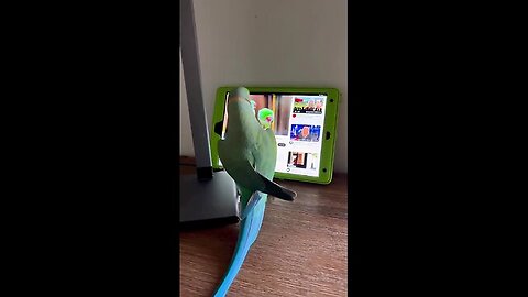 An Indian parrot has learned to use a tablet to watch YouTube.