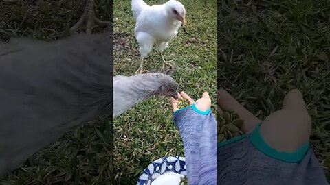 They Love Pumpkin Seeds