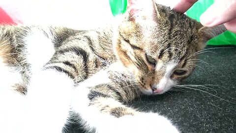 Kitten Scratches His Ear then Falls Asleep