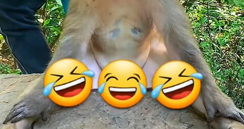 Monkey Funny head massage🐒 | Funniest monkey clip