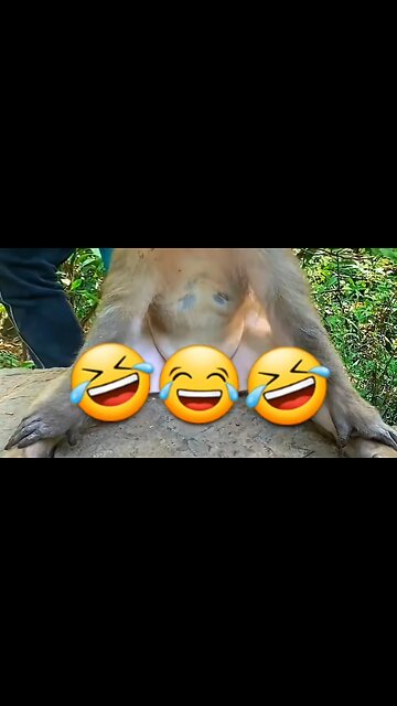 Monkey Funny head massage🐒 | Funniest monkey clip