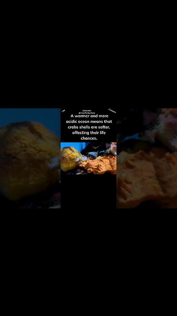 Crabs need our help! #crab #shorts