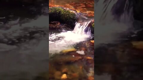 Flowing River Creek Nature Video