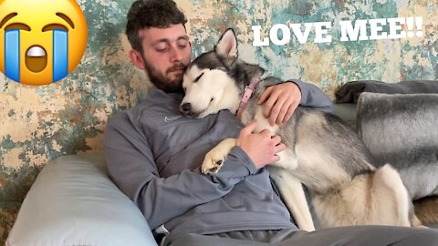 Needy Husky Refuses To Let Me Watch TV & Demands Cuddles! #shorts