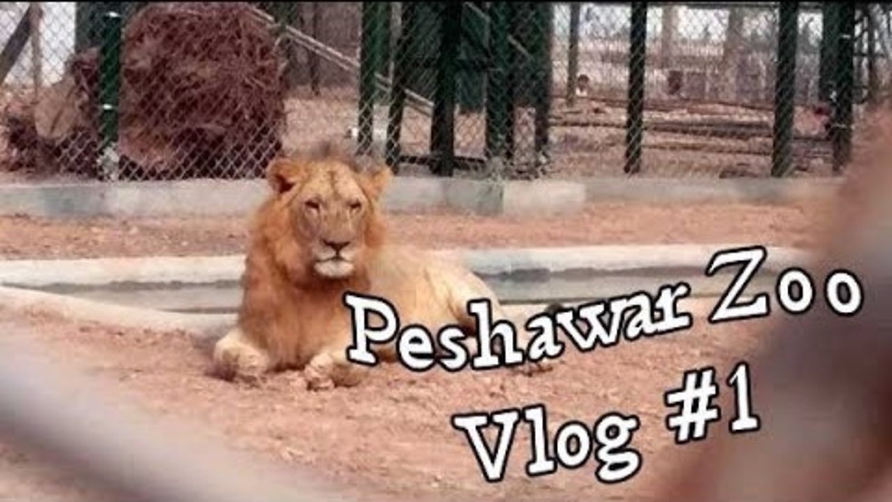 Zoo in Pakistan | Peshawar Zoo | Beauty In Pakistan