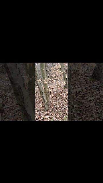 Where an anchor fails a drag prevails! #trapper #trapping #redfox #duketraps