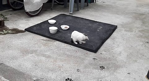 Play on a warm rubber plate.(43day old cat - part3)