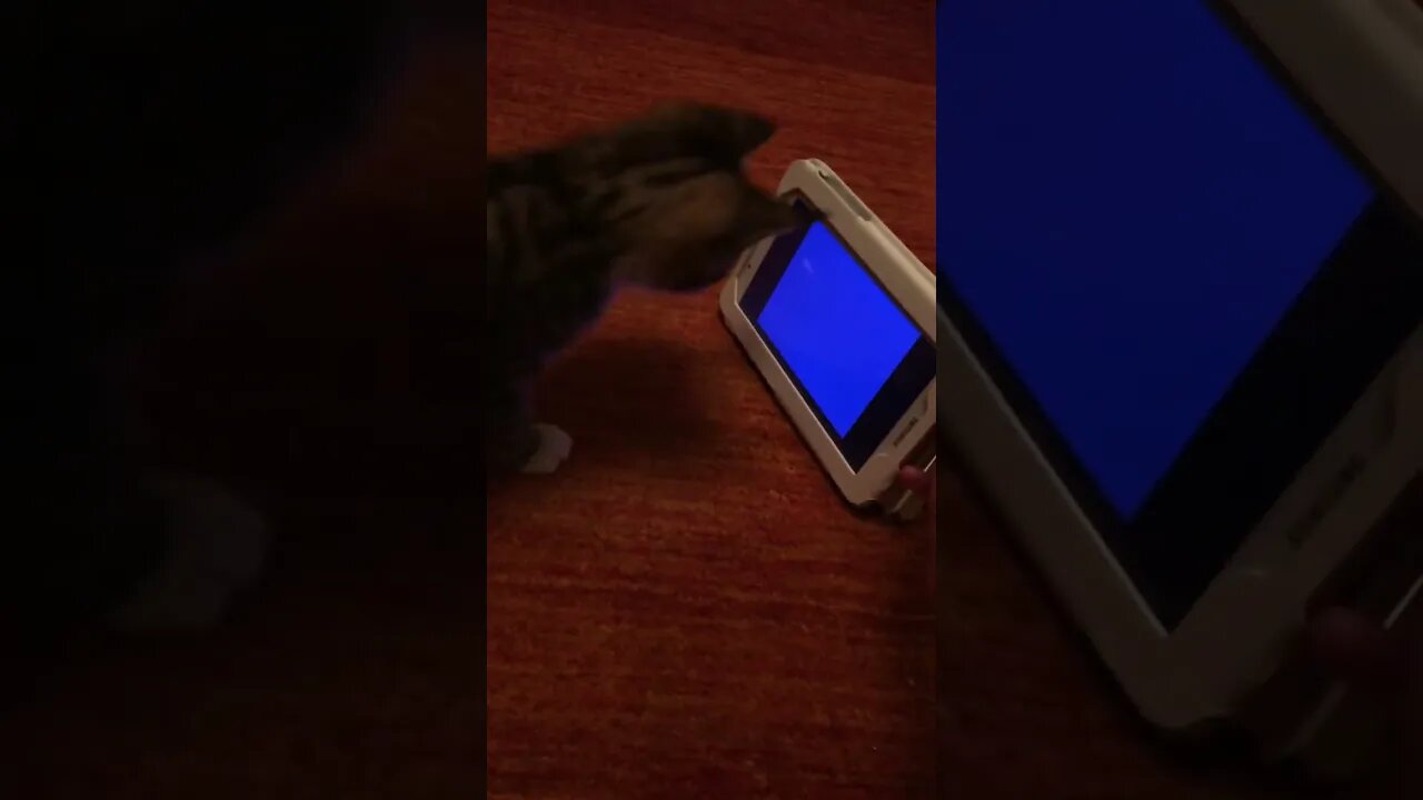 #cats #shorts #fyp #cat #reels #viral #funny 62