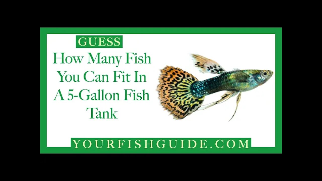 How Many Fish In A 5 Gallon Tank ~ DON'T Crowd YOUR Fish tank: Must Watch | Educational