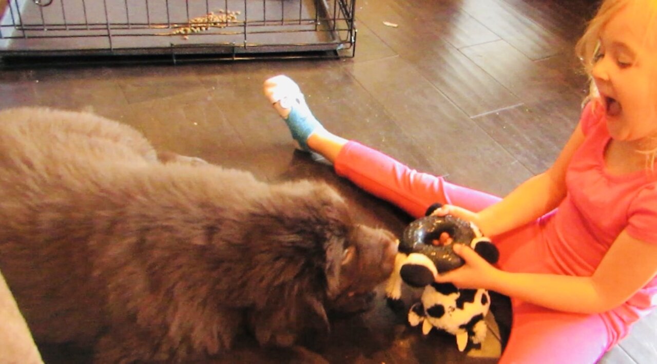 Giant Newfie puppy plays tug of war with toddler best friend