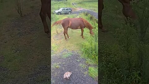 Farm Cam. guinea fowl and horse