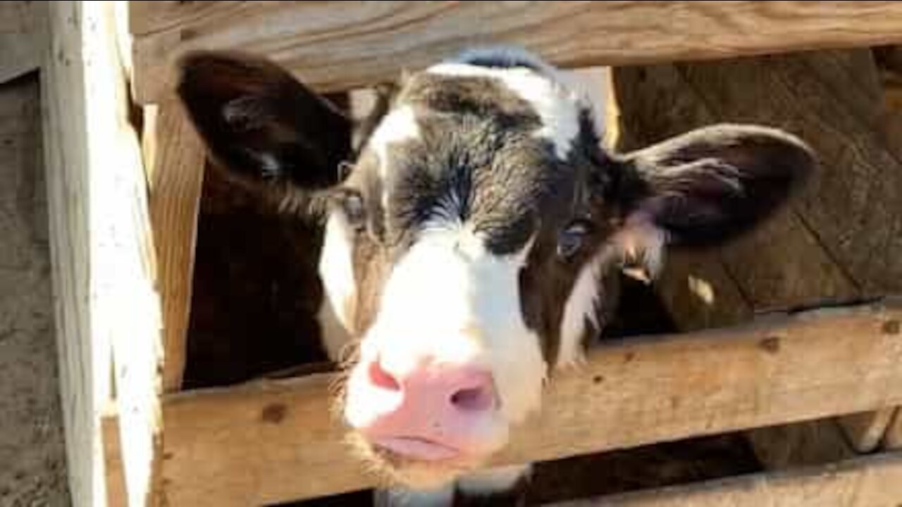 Bezerro bebe balde de leite de um gole só; haja fôlego!