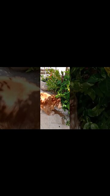 #dogs , #dogshow , #animals , #cães