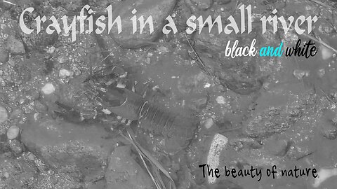Crab in small river in black and white / beautiful arthropod in the water.